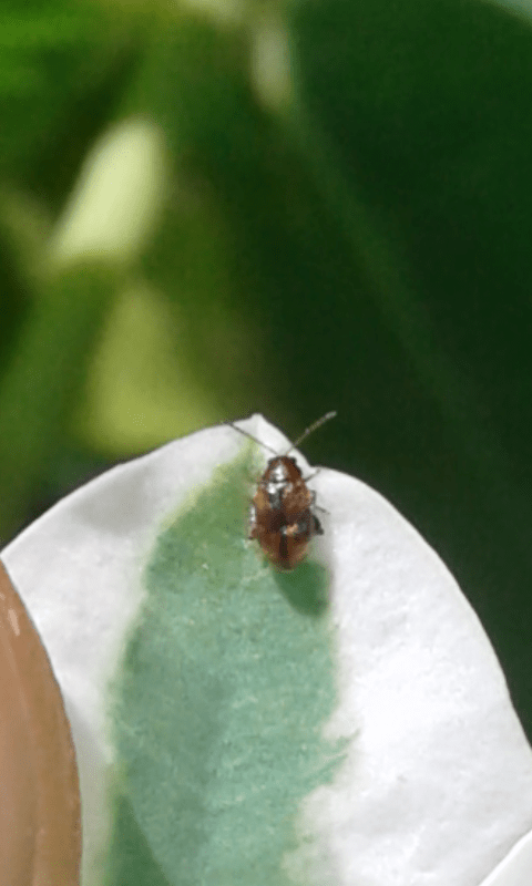 Chrysomelidae Alticini? S, Epithrix hirtipennis
